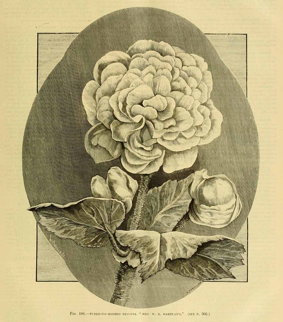 B. ‘Mrs. W. B. Hartland’